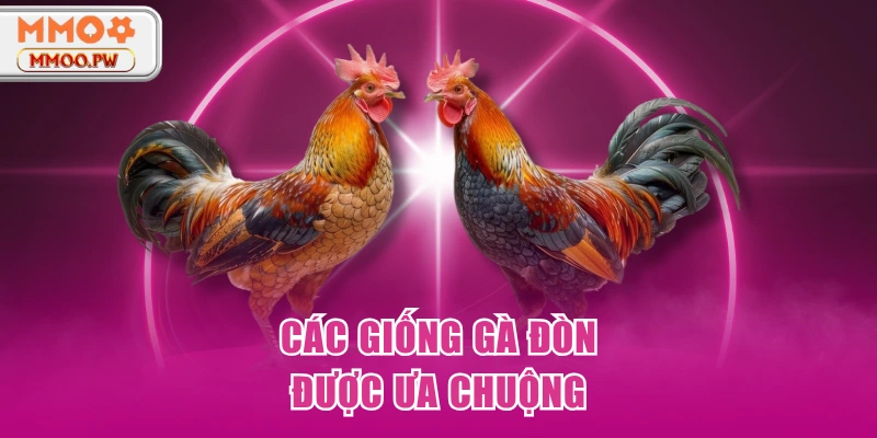 Các giống gà đòn được ưa chuộng Các giống gà đòn được ưa chuộng